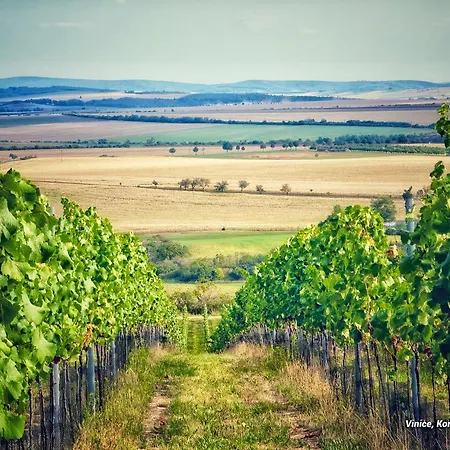 Mezi Vinicemi Znojmo