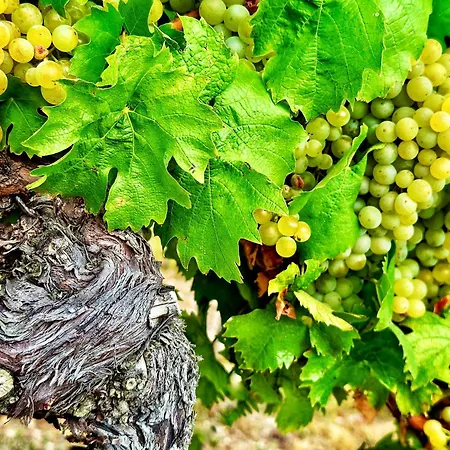 Mezi Vinicemi Znojmo