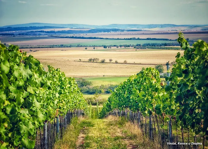 Mezi Vinicemi Znojmo