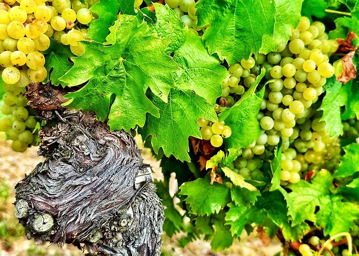 Mezi Vinicemi Znojmo